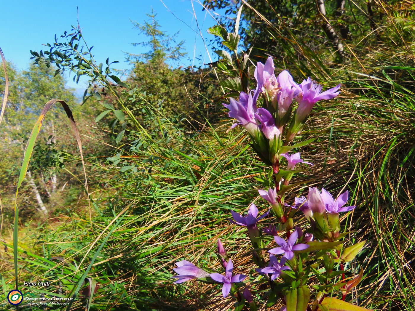 56 Gentiana germanica, Genzianella germanica .JPG